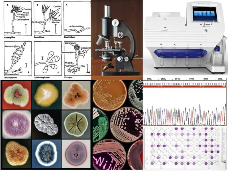 Microbial Identification Analytical Services Agharkar Research Institute Pune 4417