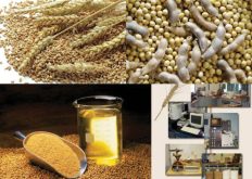 Wheat and Soybean Analysis